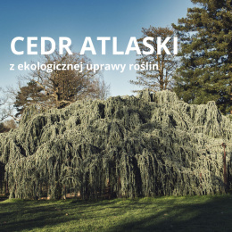 Cedrowy olejek eteryczny Cedr Atlaski BIO PURE 10 ml