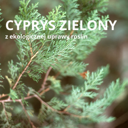 Olejek eteryczny Cyprys Zielony BIO PURE 10 ml