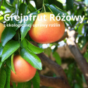 Olejek eteryczny Grejpfrut Różowy BIO PURE 10 ml