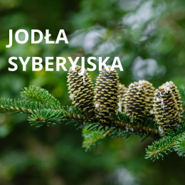 Olejek eteryczny Jodła Syberyjska BIO PURE 10 ml