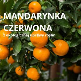 olejek eteryczny z mandarynki czerwonej